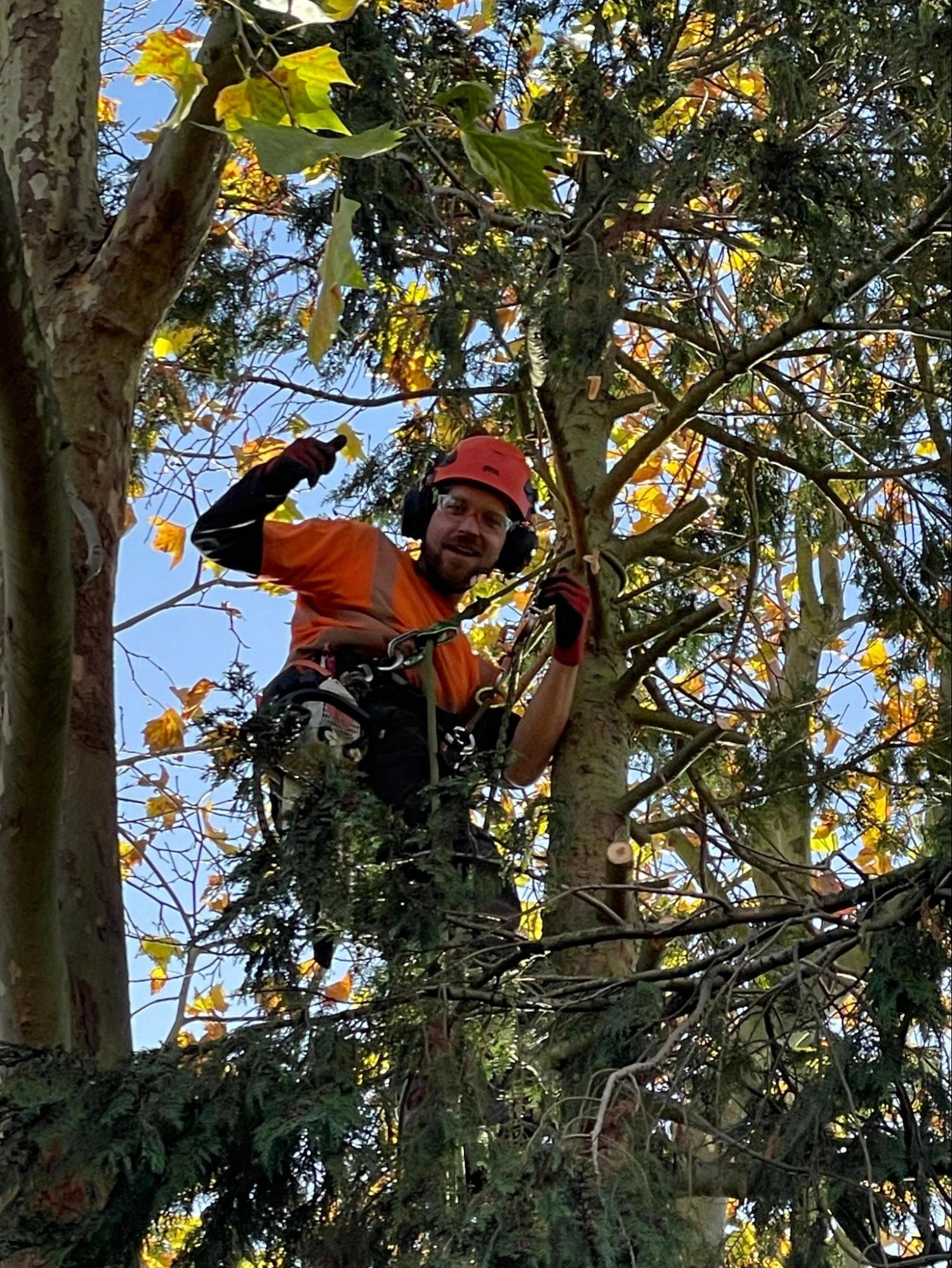 Pitsea Tree Care Experts